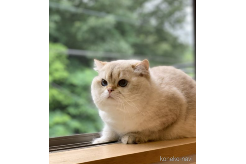 販売中のブリティッシュショートヘアの親猫
